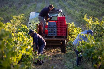 Harvest 2021 / Studiobaalt, Château Mentone.