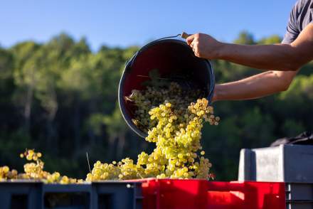 Manual harvest - White wine