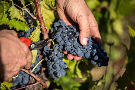 Vendanges manuelles au domaine