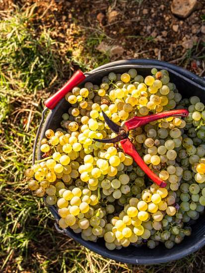 Vendanges Manuelles