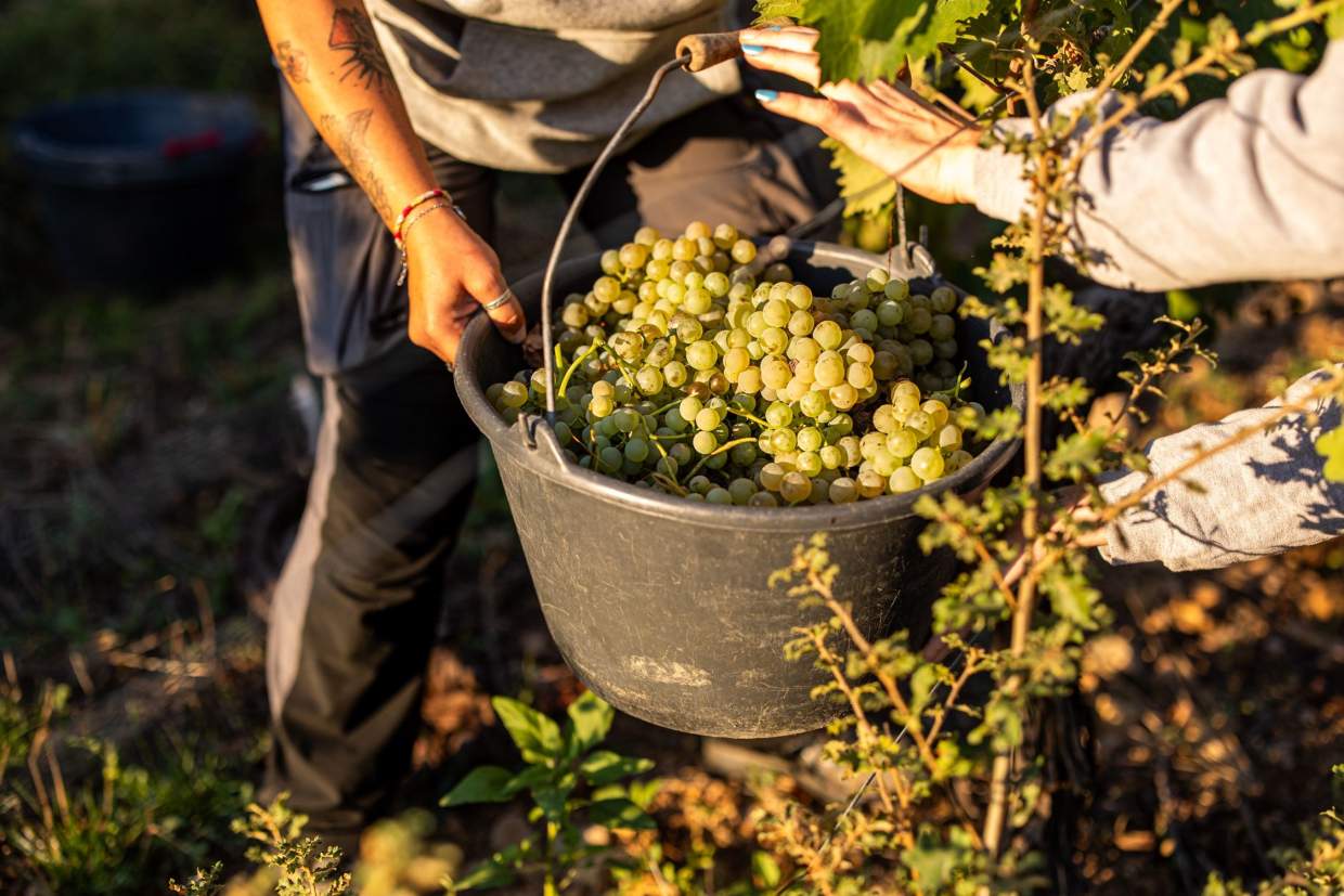 Le Vin au Château Mentone, Provence