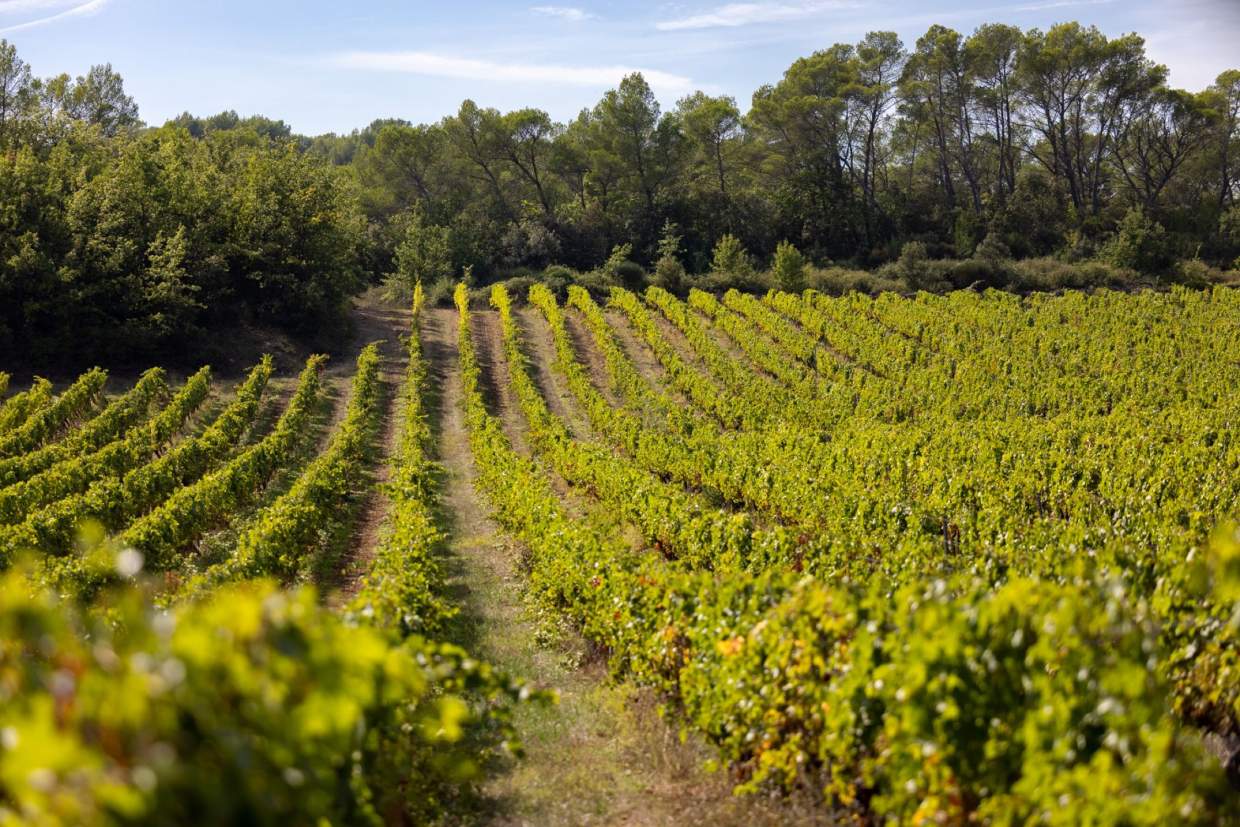 Vignes, mariage et reception var, provence, Chateau Mentone