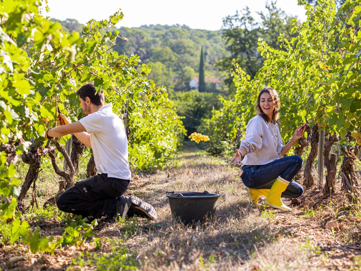 Le Vin au Château Mentone Var, Provence