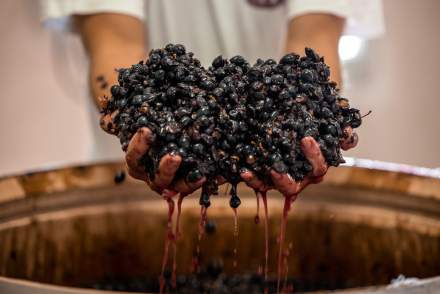 Vinification Artisanale Château Mentone