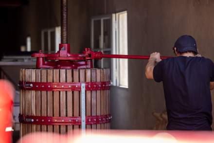 Manual Pressing of White Wine at Château Mentone.