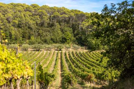 Terroir du domaine