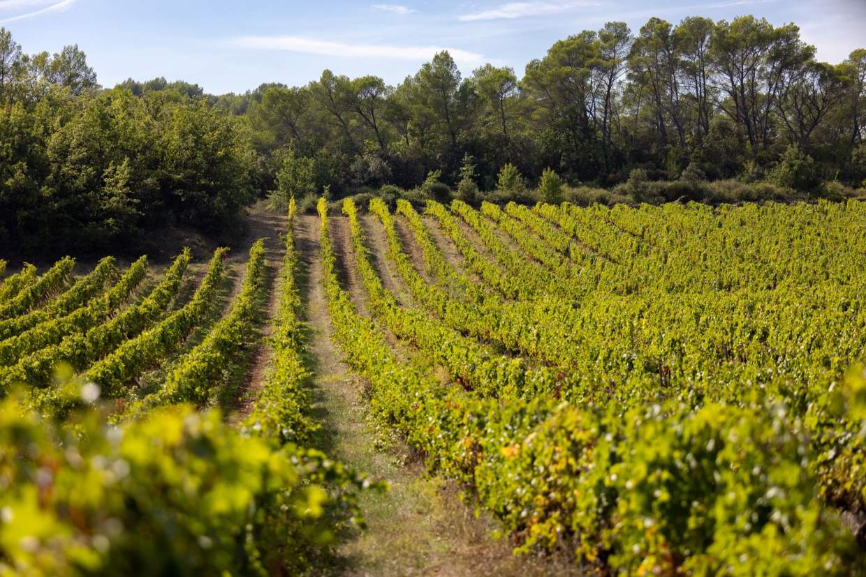 Vines of the Estate